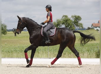 Zwitsers warmbloed, Ruin, 6 Jaar, 185 cm, Donkerbruin