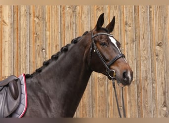 Zwitsers warmbloed, Ruin, 6 Jaar, 185 cm, Donkerbruin