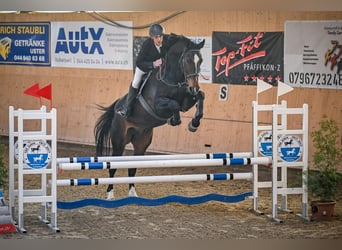 Zwitsers warmbloed, Ruin, 6 Jaar, 185 cm, Donkerbruin