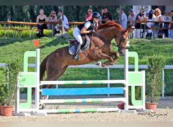 Zwitsers warmbloed, Ruin, 7 Jaar, 176 cm, Vos