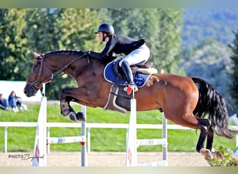Zwitsers warmbloed, Ruin, 8 Jaar, 172 cm, Bruin
