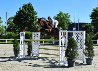 Zwitsers warmbloed, Ruin, 8 Jaar, 172 cm, Bruin