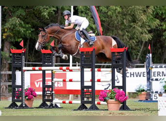 Zwitsers warmbloed, Ruin, 8 Jaar, 172 cm, Bruin