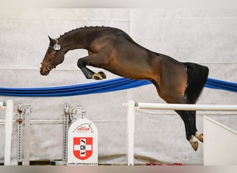 Zwitsers warmbloed, Ruin, 8 Jaar, 172 cm, Bruin