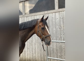 Zwitsers warmbloed, Ruin, 8 Jaar, 173 cm, Donkerbruin