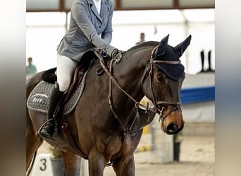 Zwitsers warmbloed, Ruin, 8 Jaar