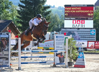 Zwitsers warmbloed, Ruin, 9 Jaar, 165 cm, Bruin