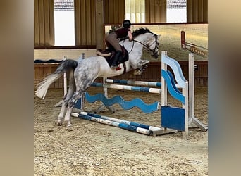 Zwitsers warmbloed, Ruin, 9 Jaar
