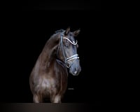 preview pic