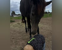 preview pic