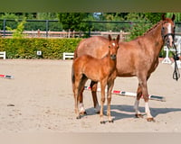 preview pic