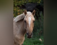 Mare 7 years