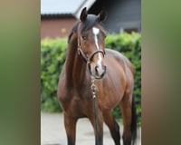preview pic