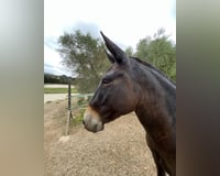 preview pic