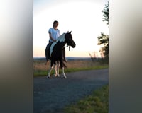 Suche Reitbeteiligung in Leipzig und Umgebung 