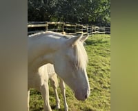 preview pic