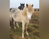 preview pic