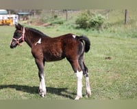 preview pic