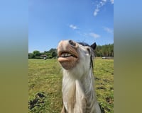 preview pic