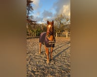 Wallach 9 Jahre