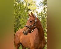 preview pic