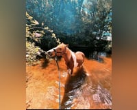 preview pic