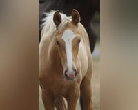 preview pic