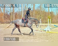 Suche Reitbeteiligung (Reiter Sucht Pferd)