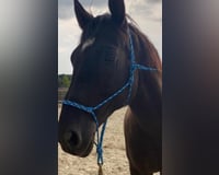 Wallach 16 Jahre