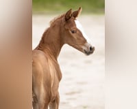 preview pic