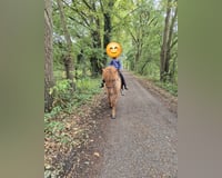 preview pic