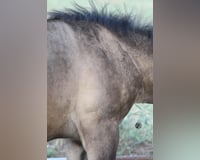 preview pic