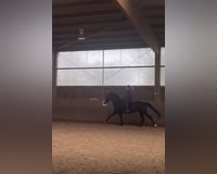 Reiter sucht Pferd 