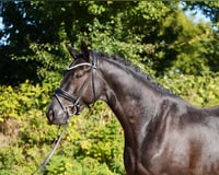 preview pic