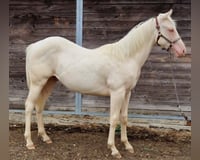 preview pic