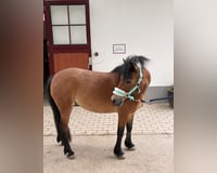 preview pic