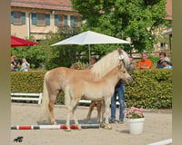 preview pic