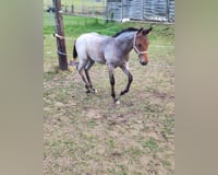 preview pic