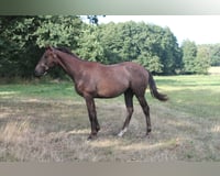 preview pic