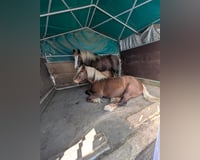 preview pic
