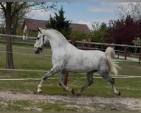 preview pic