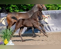 preview pic