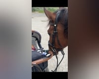 preview pic