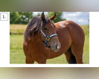 preview pic