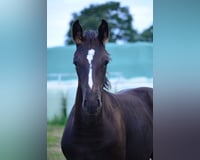 preview pic