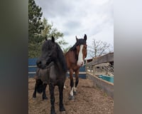 preview pic