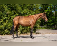 preview pic