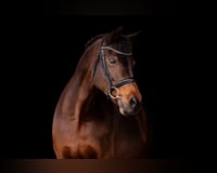 preview pic