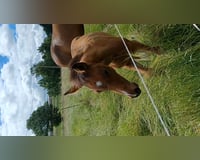 preview pic