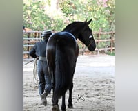 preview pic